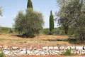 Olivenbaum