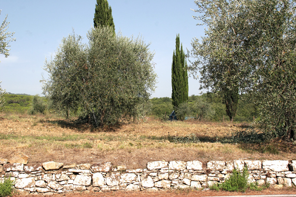 Zypressen und Olivenhaine sieht man überall in der Toskana